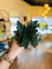 4" Peperomia Rosso
