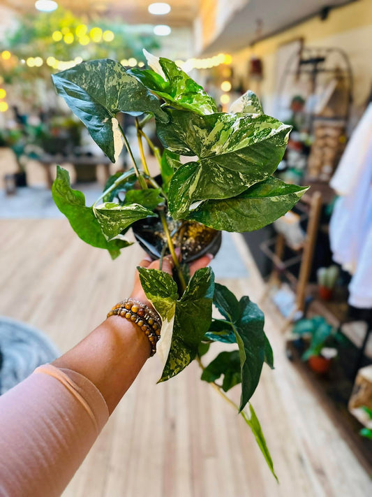 6" Syngonium Albo