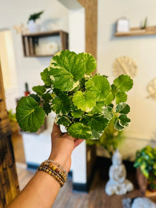 6" Aralia Balfour