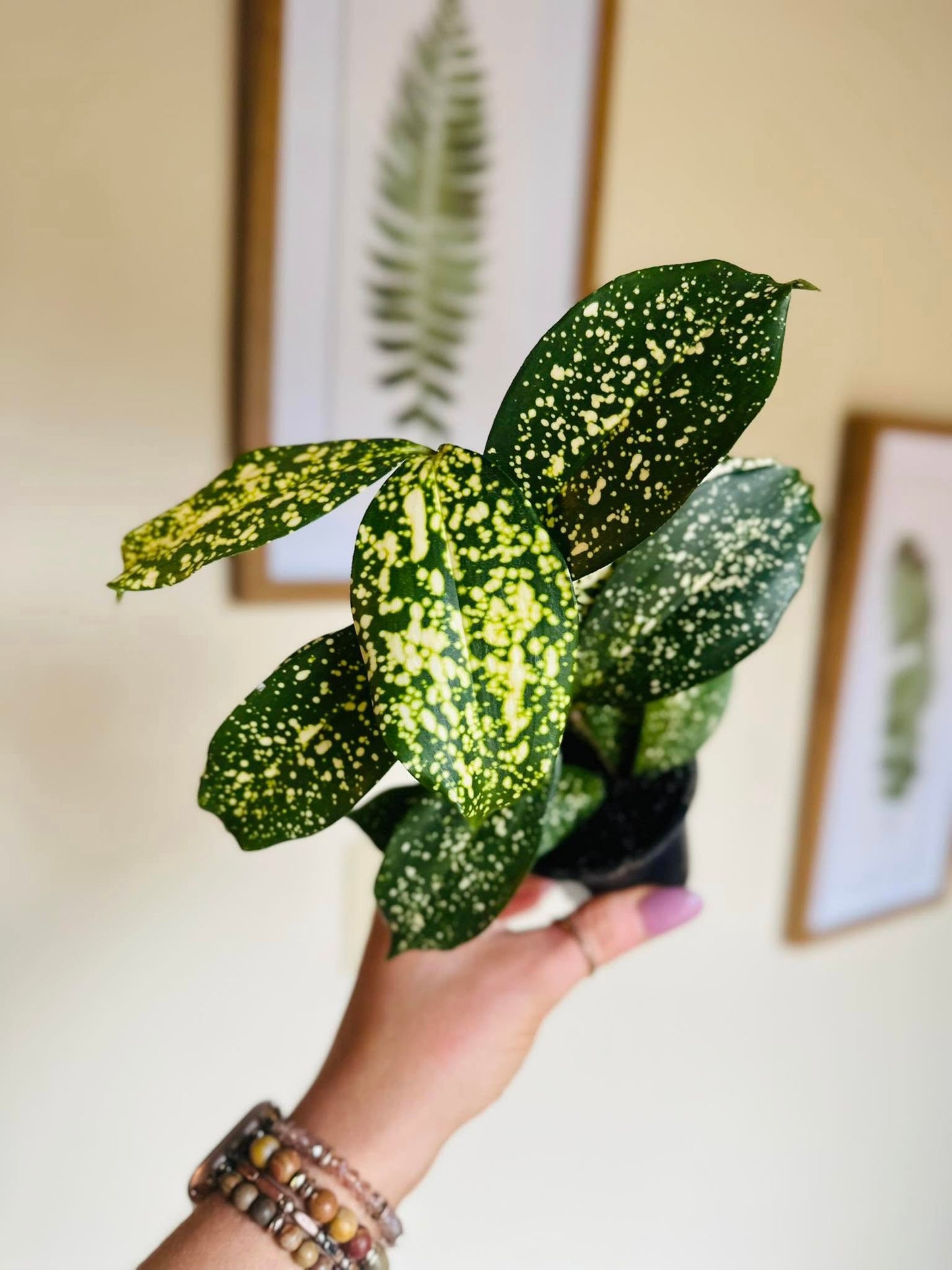 4" Dracaena Florida Beauty