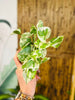 4" Pothos N'Joy