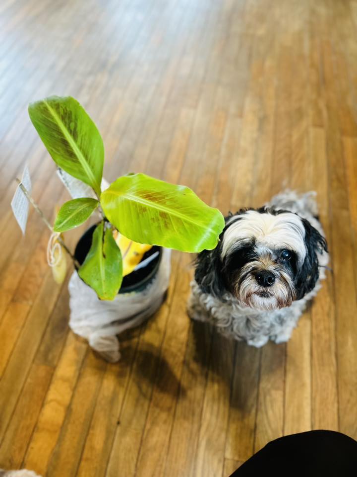 6" Banana Tree