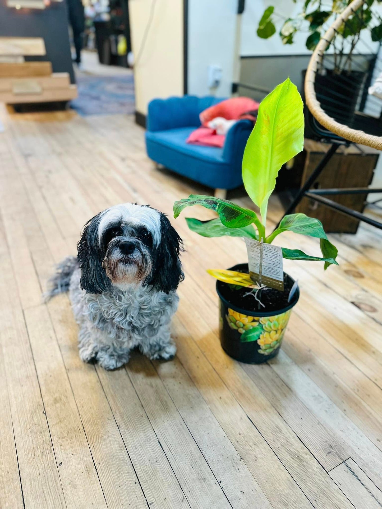 6" Banana Tree