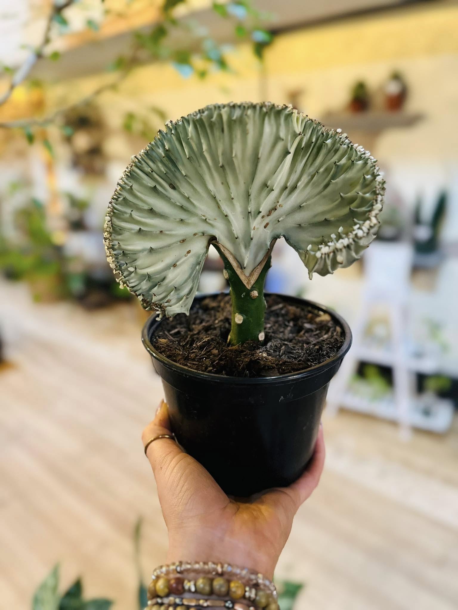 coral cactus indoor plant 6" Coral Cactus – Grows on Main
