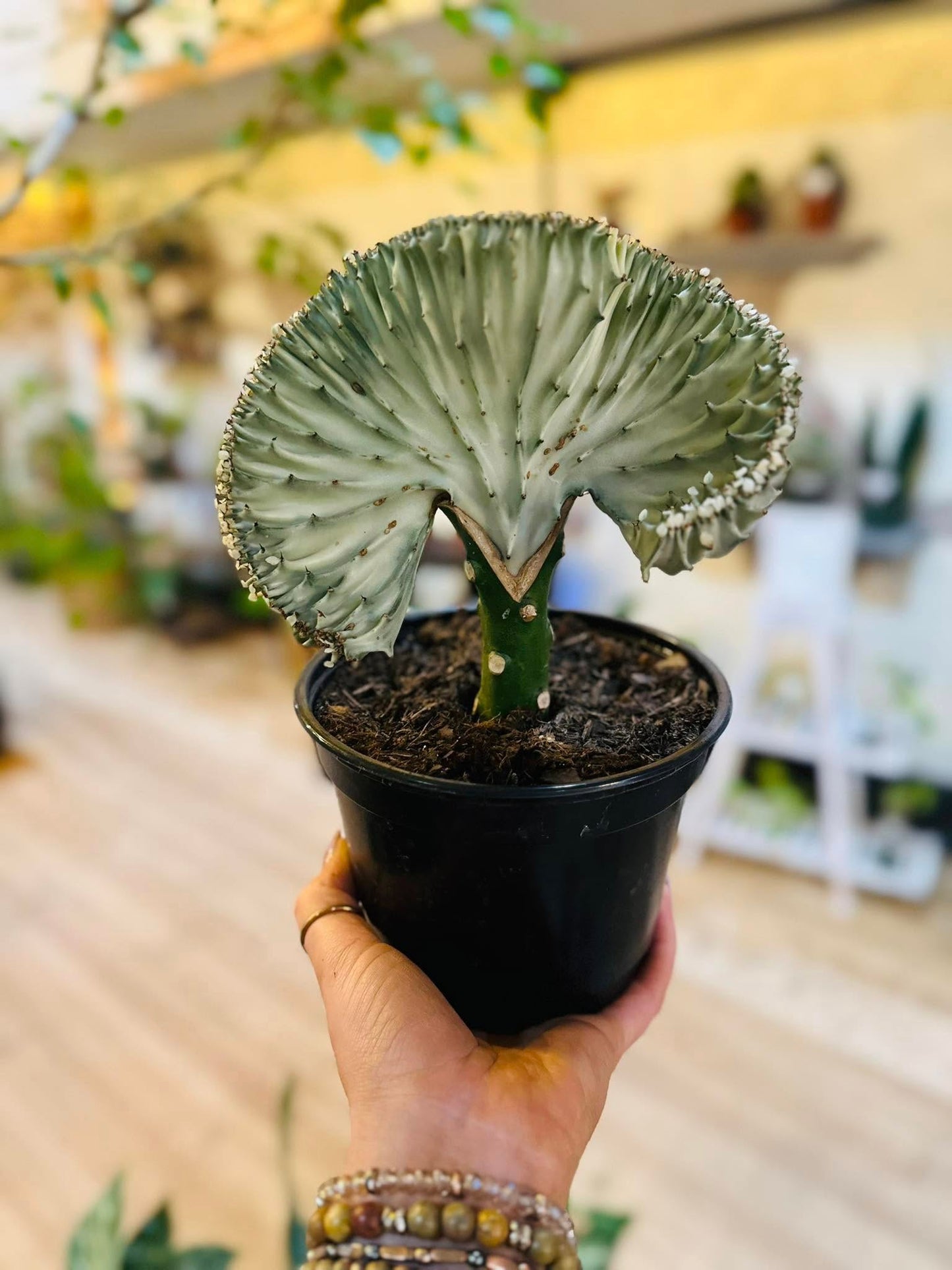 6" Coral Cactus