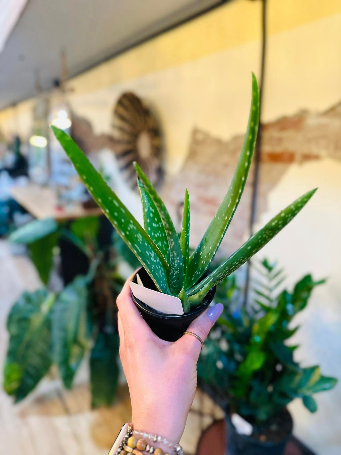 4" Aloe Vera
