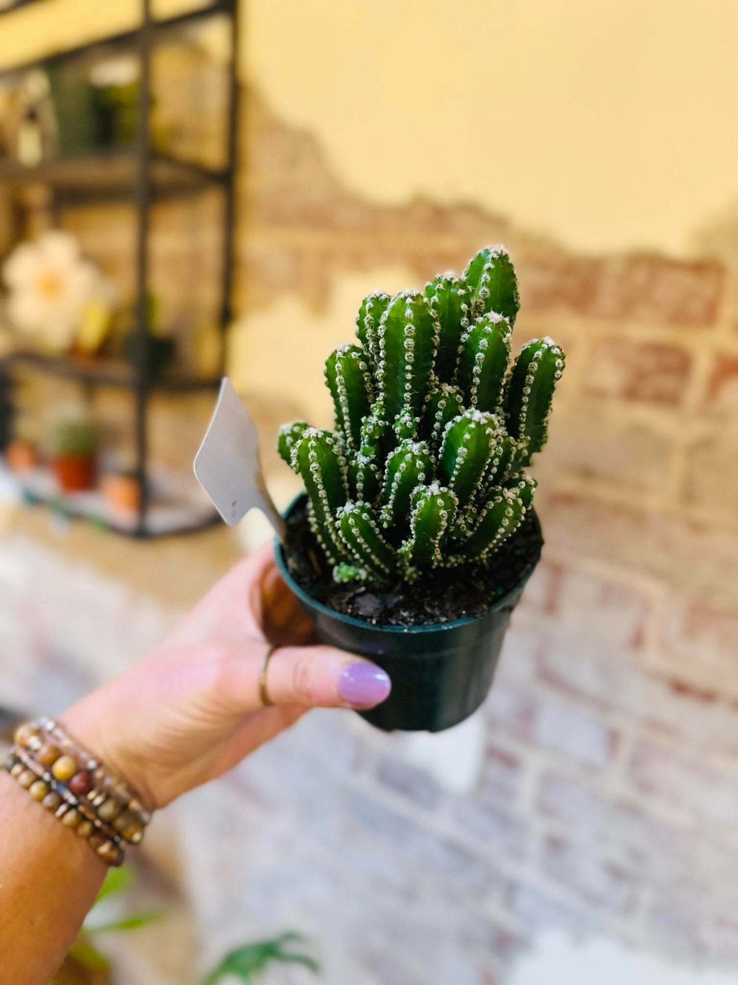 4" Fairy Castle Cactus