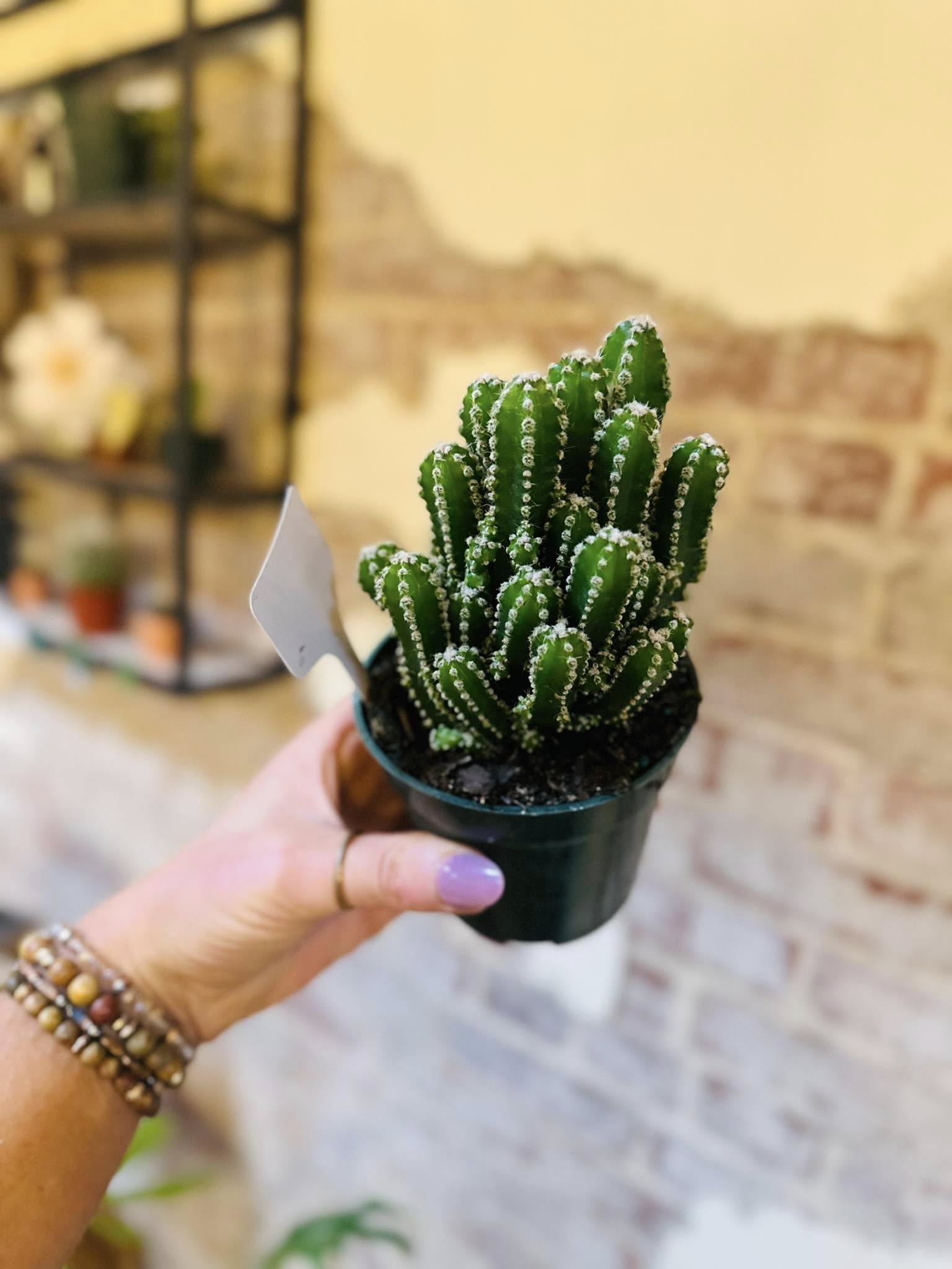 types of fairy castle cactus 4" Fairy Castle Cactus