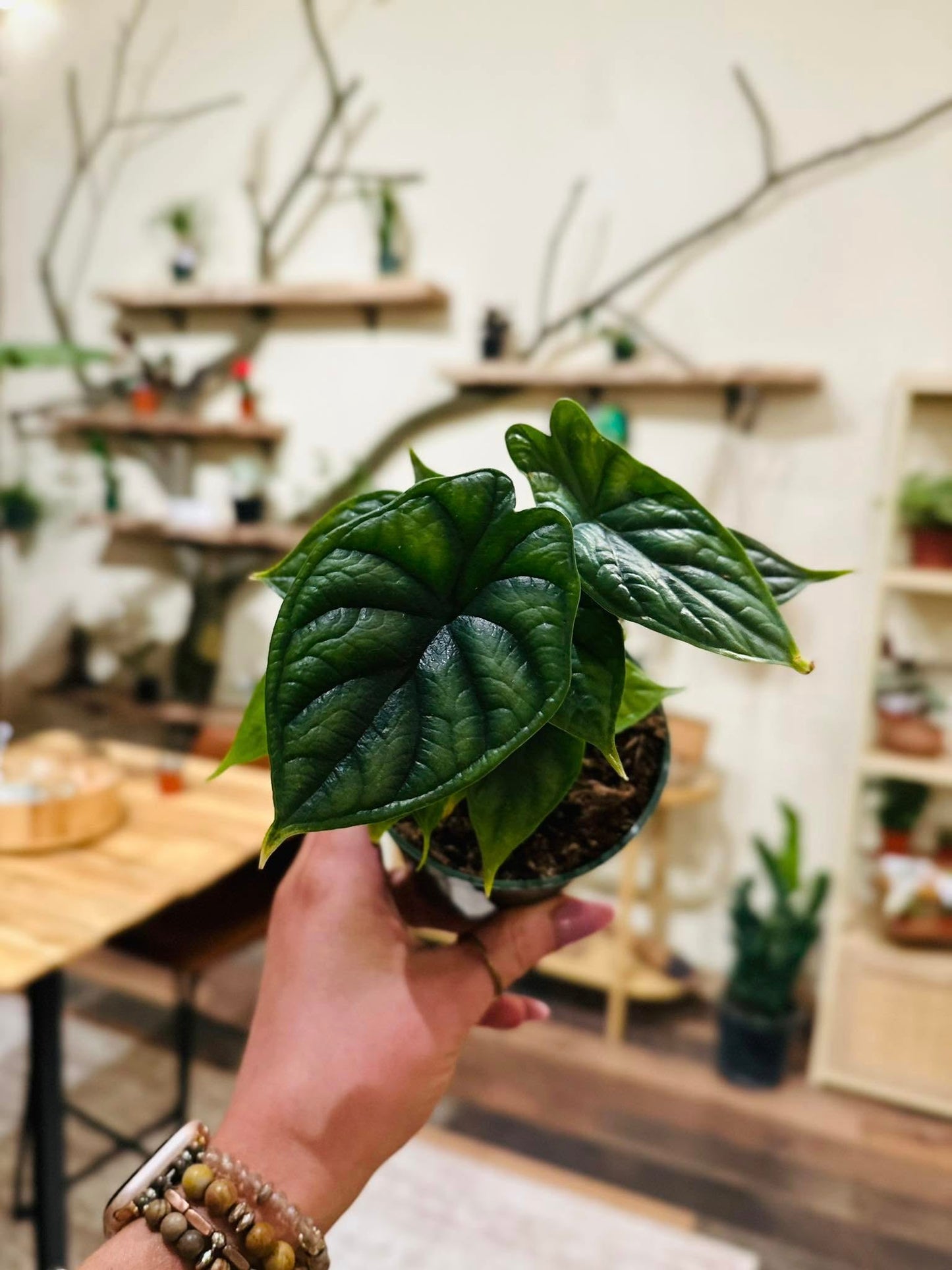 4" Alocasia Dragon Scale
