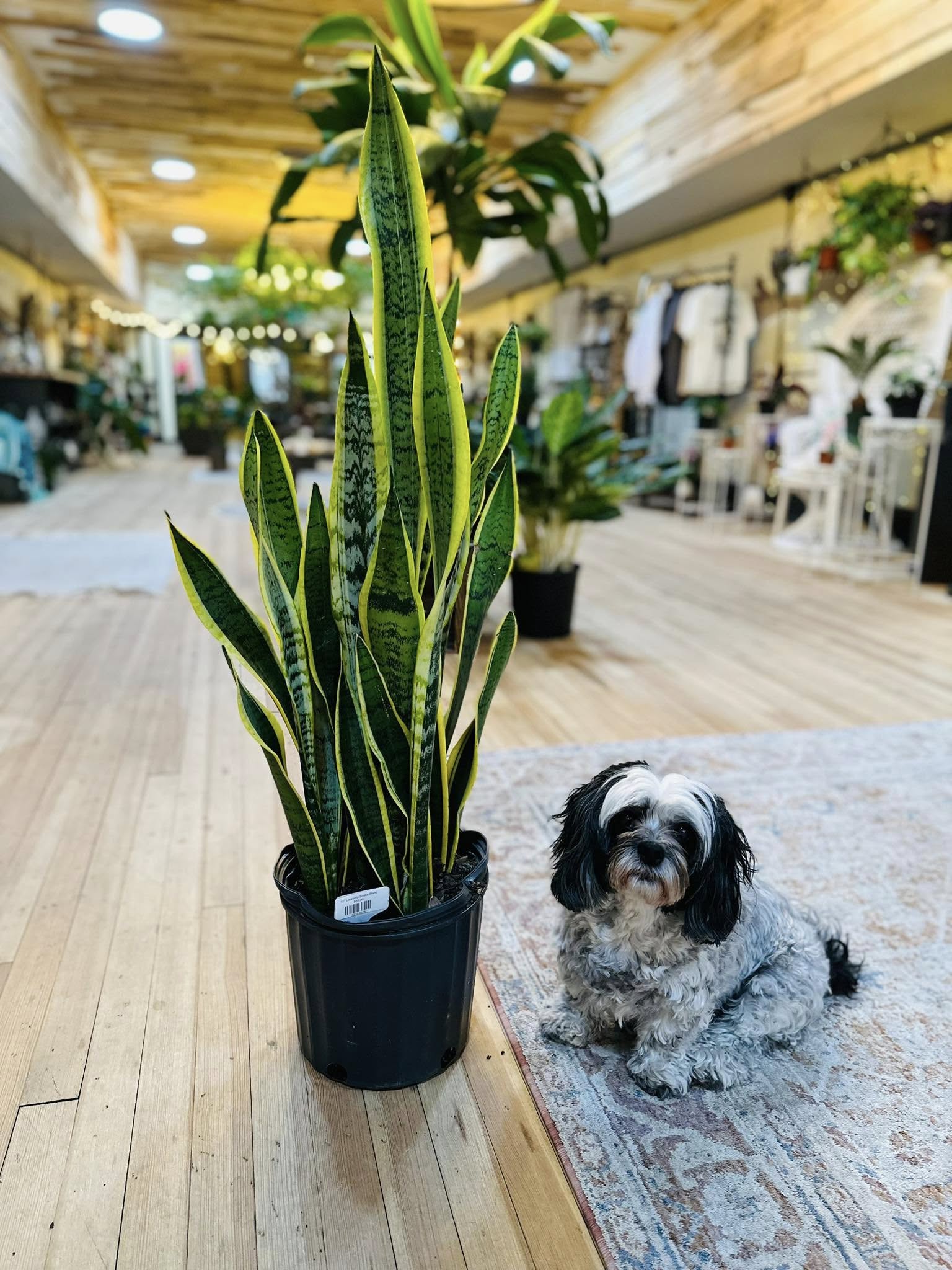 dog snake plant 10" Laurentii Snake Plant – Grows on Main
