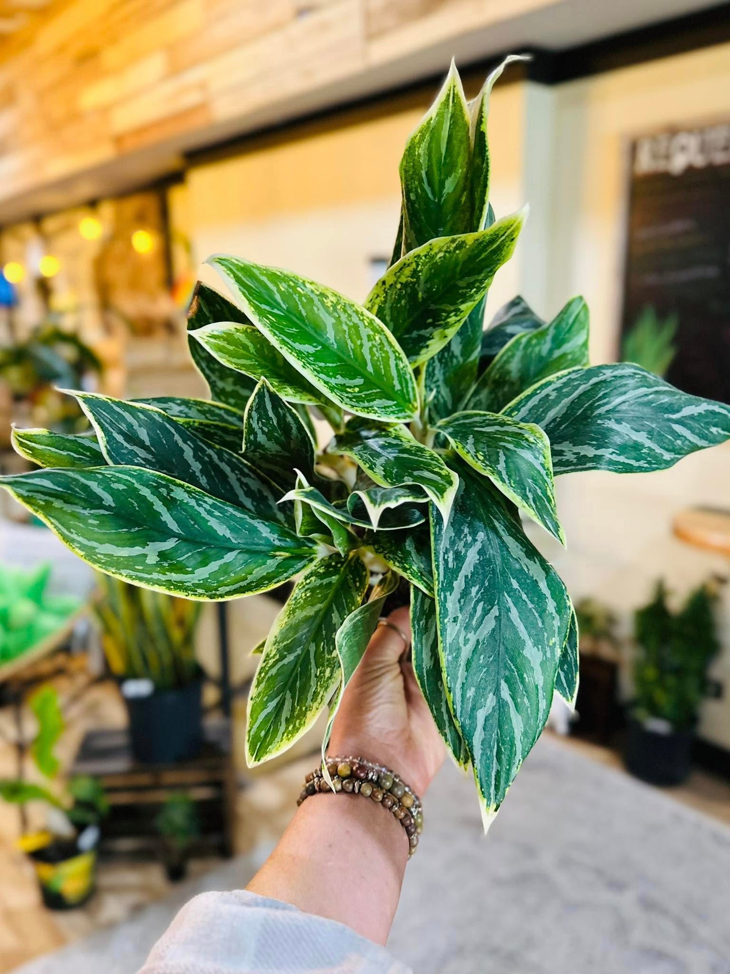 6" Aglaonema White Tip