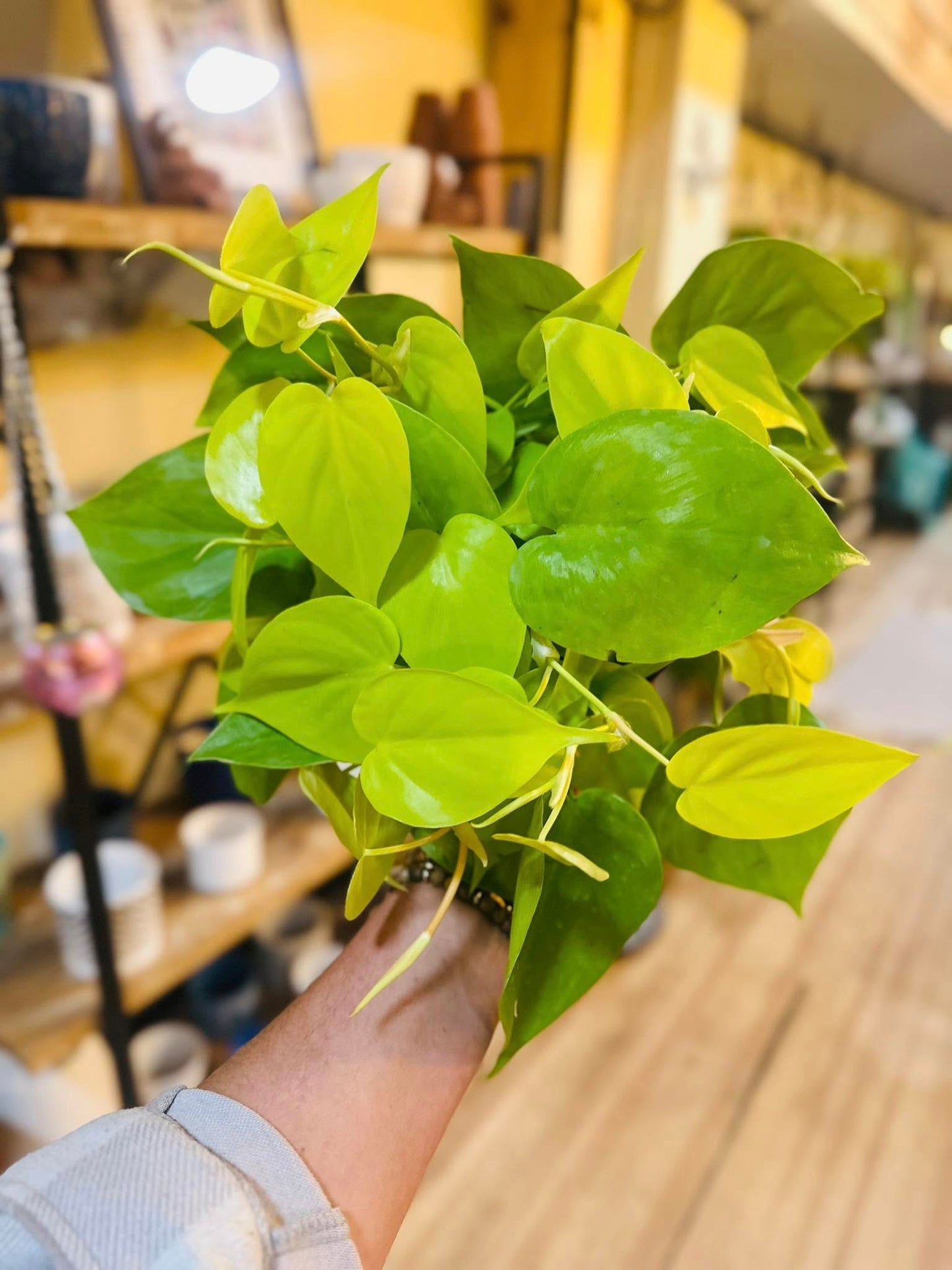 6" Philodendron Lemon
