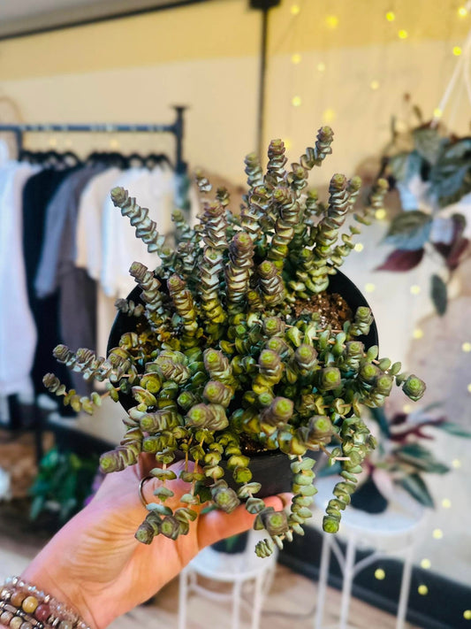 6" Crassula Baby's Necklace