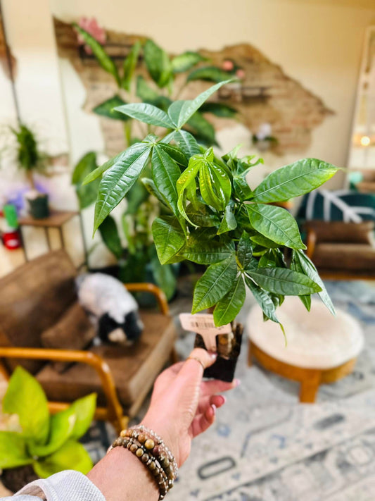 2.5" Money Tree
