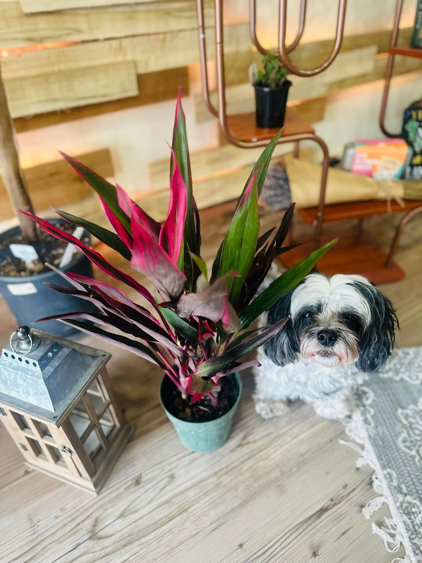 6" Cordyline Hot Pepper