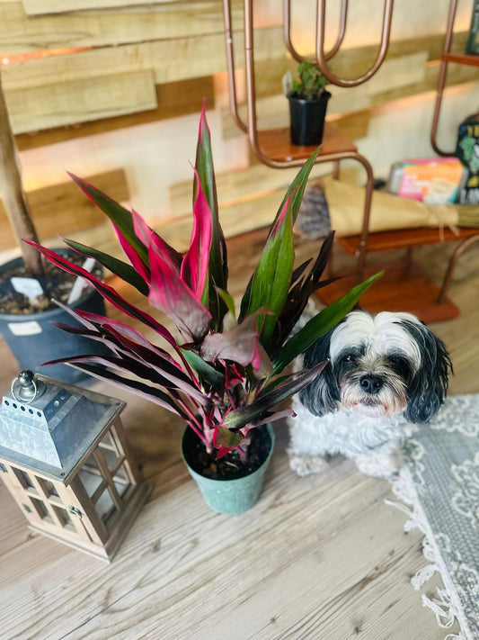 6" Cordyline Hot Pepper