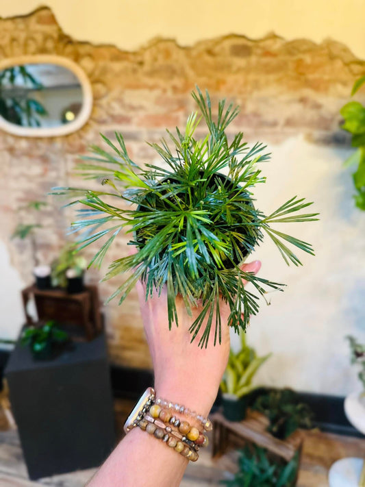 4" Eyelash Fern