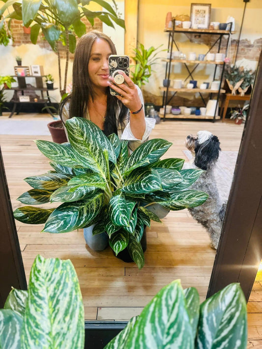 10" Aglaonema Golden Madonna