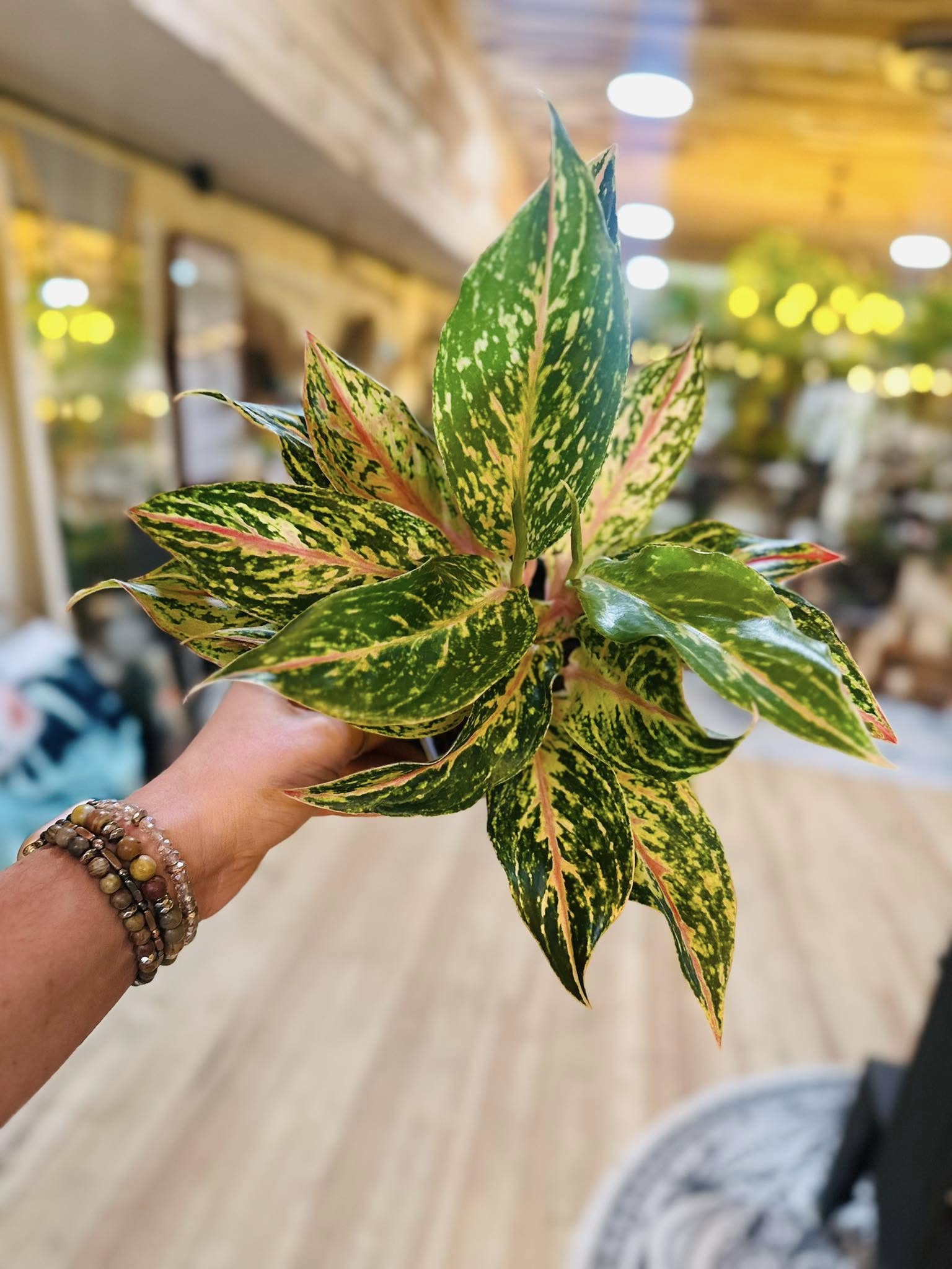 aglaonema dazzling gem care 5" Aglaonema Dazzling Gem