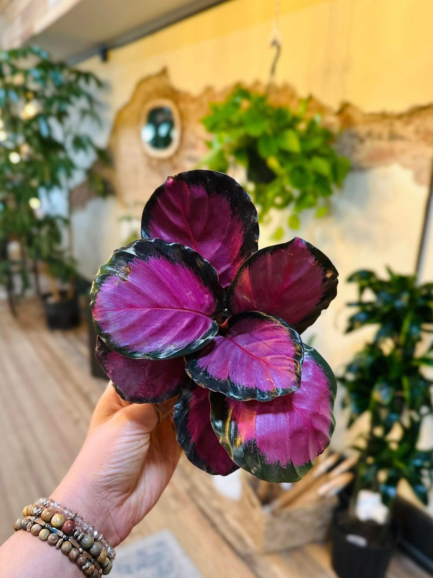4" Calathea Purple Rose