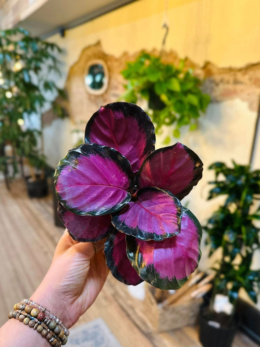 4" Calathea Purple Rose