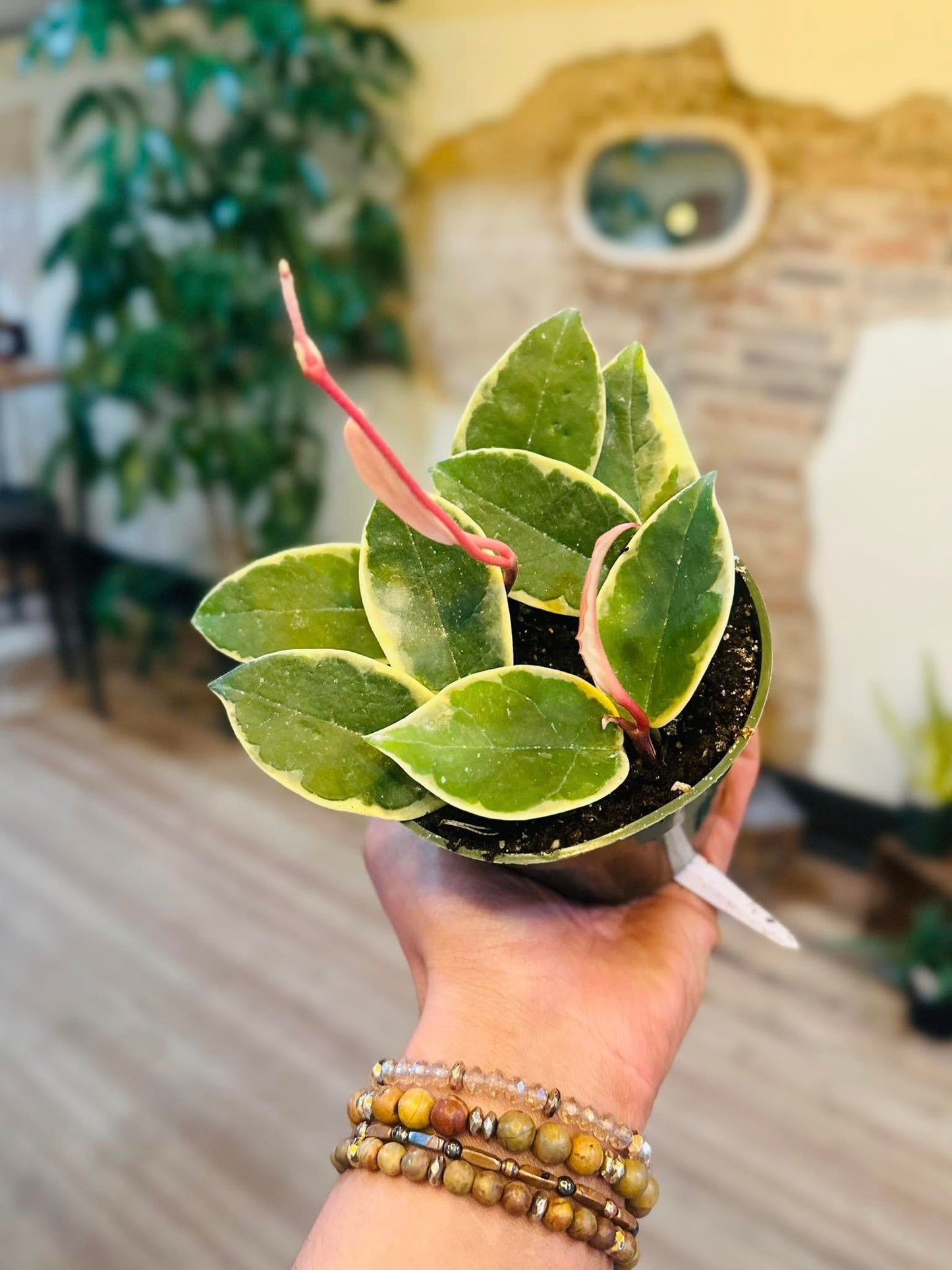 4" Hoya Krimson Queen