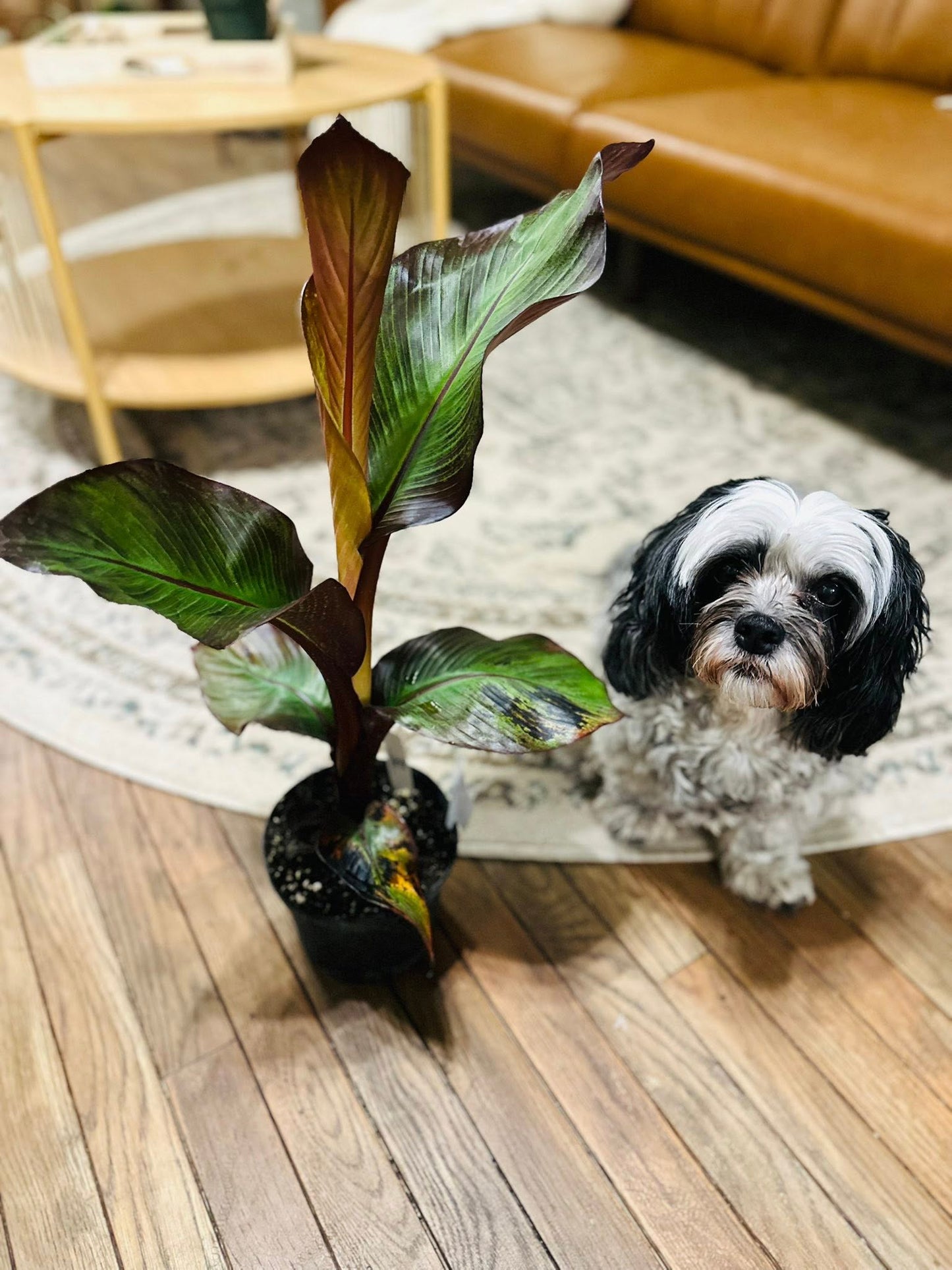 6" Banana Ensete