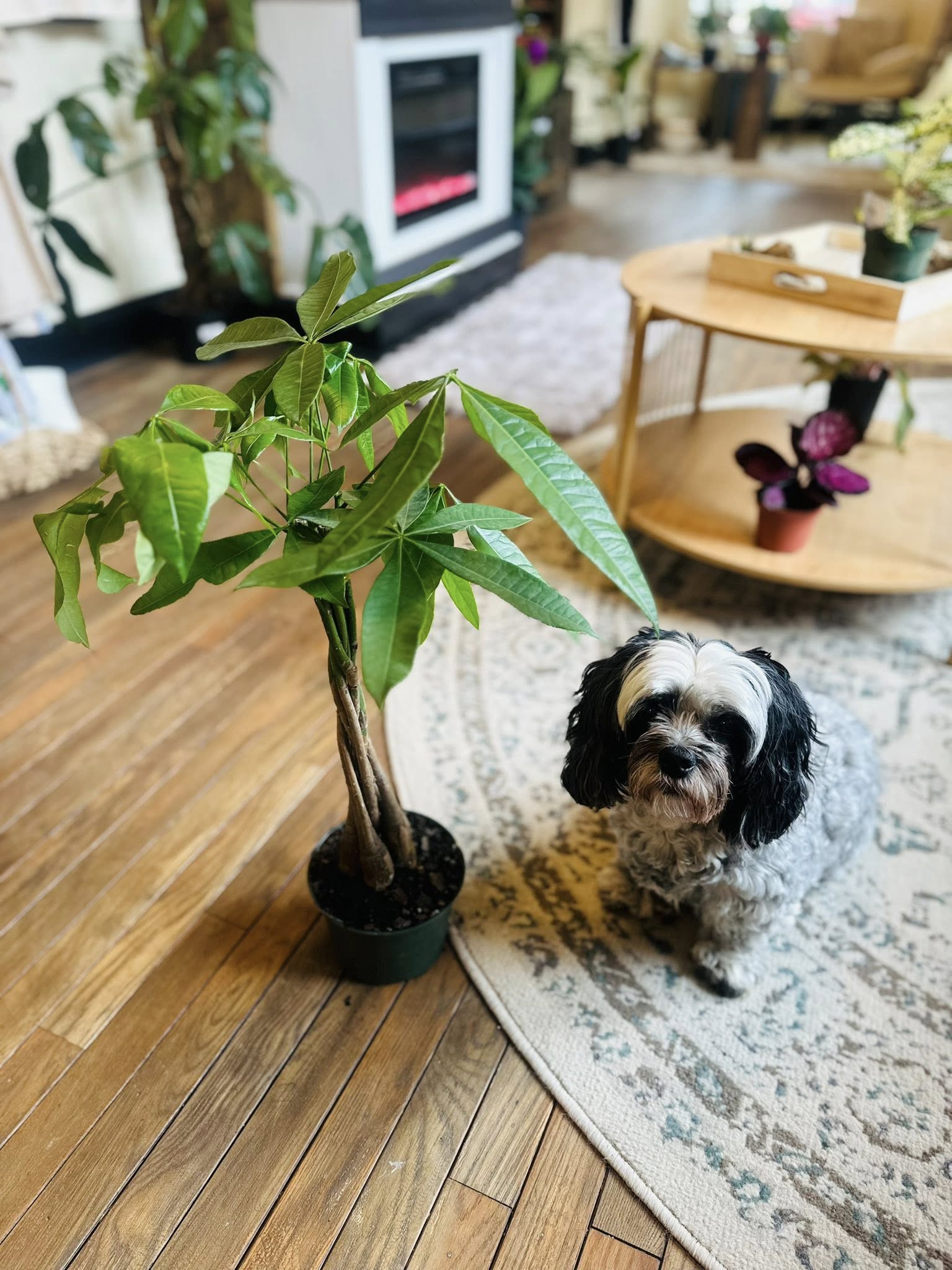 6 inch money tree 6" Money Tree – Grows on Main