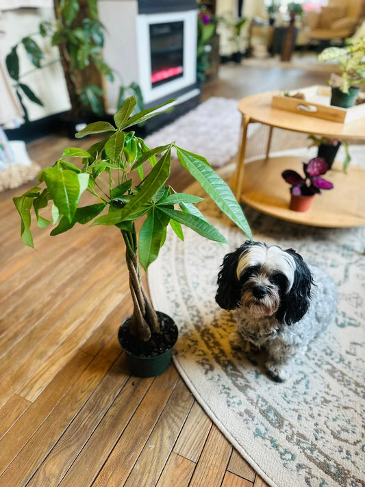 6" Money Tree