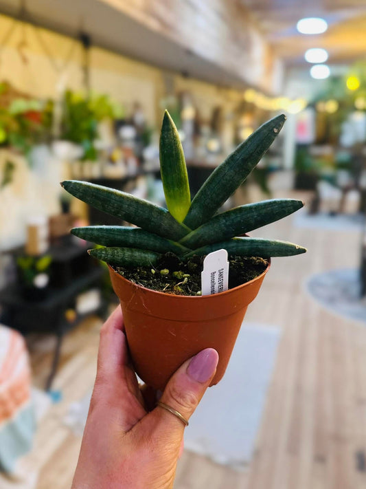 4" Black Starfish Snake Plant