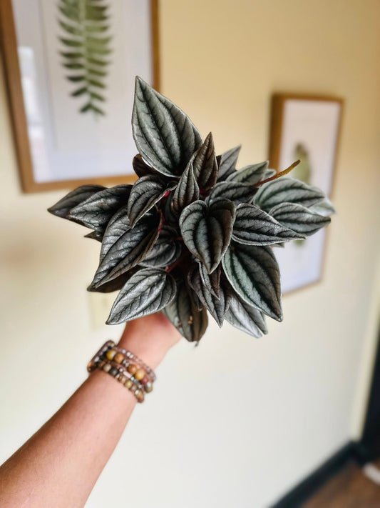 4" Peperomia Santorini