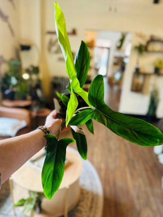 6" Philodendron Bette Waterbury