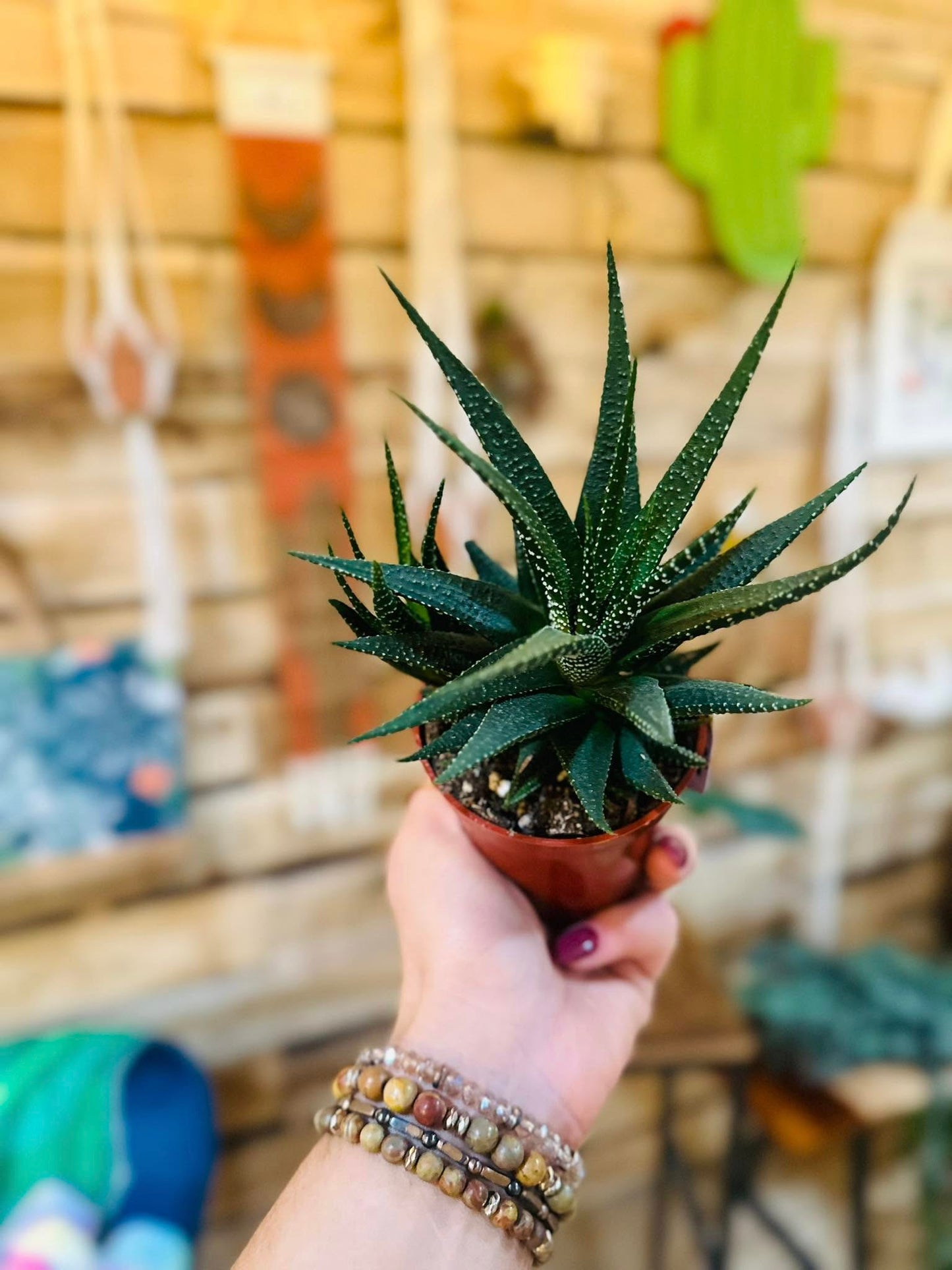 4" Haworthia