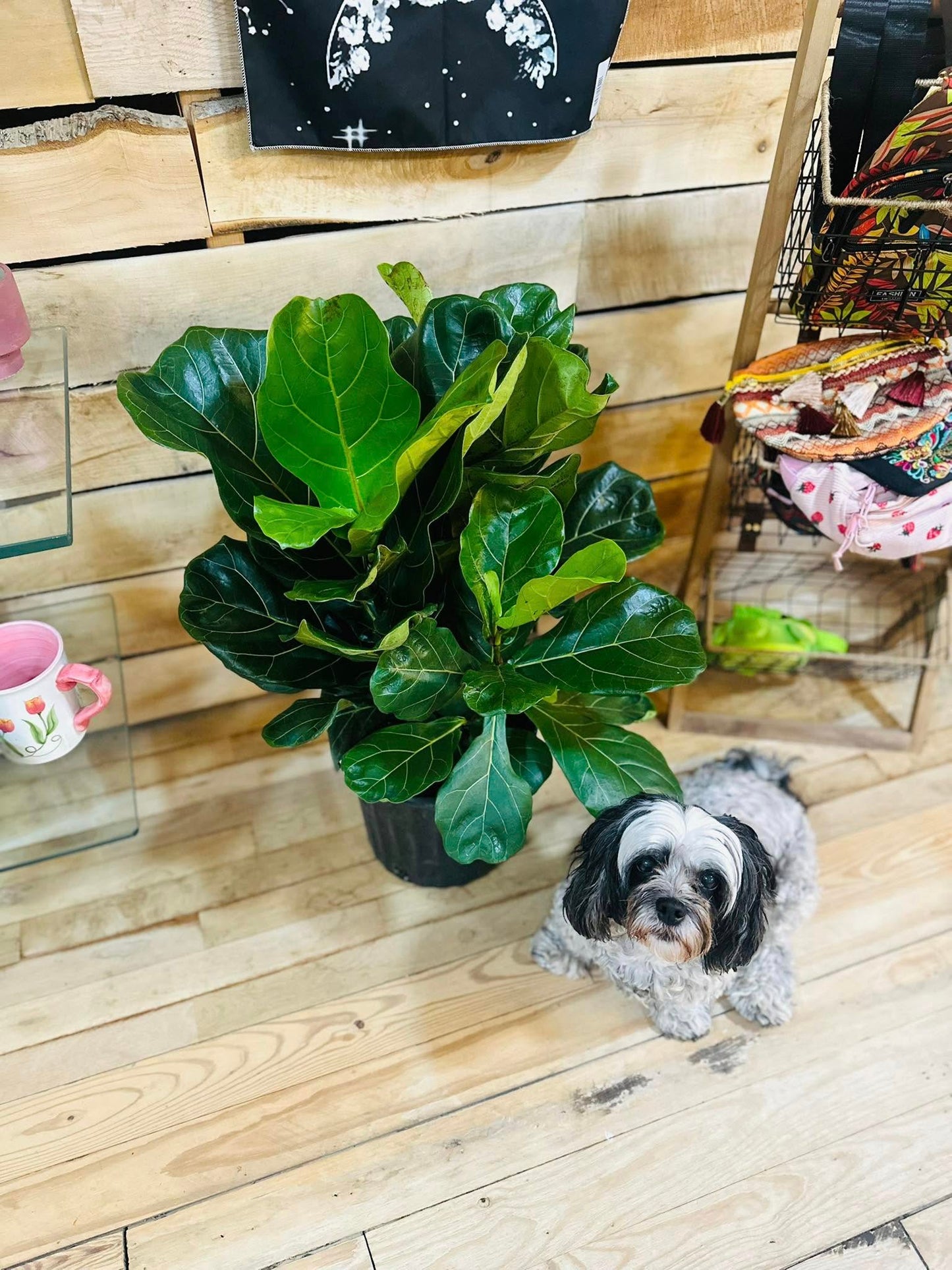 10" Ficus Lyrata