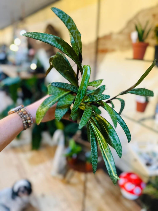 4" Silver Squill