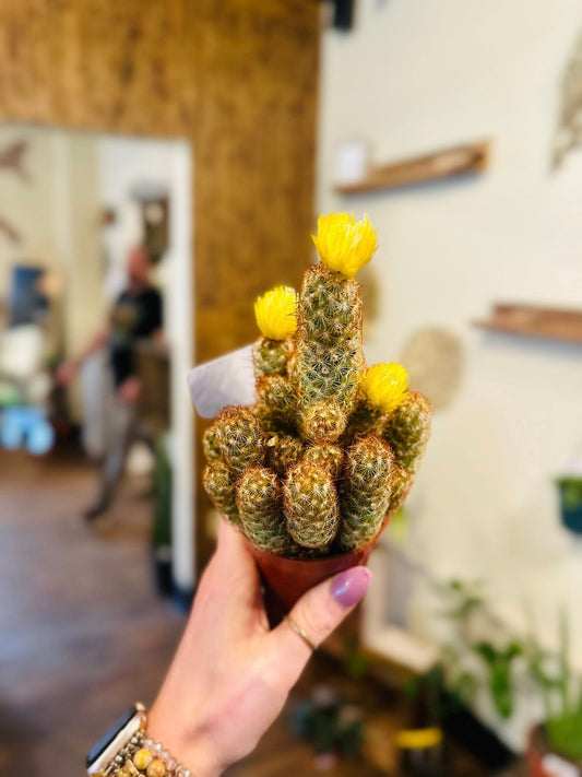 3.5" Lady Fingers