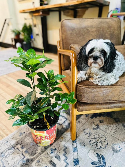 8" Grapefruit Citrus Bush