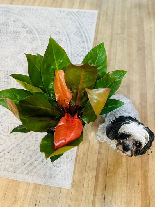 10" Philodendron Prince of Orange