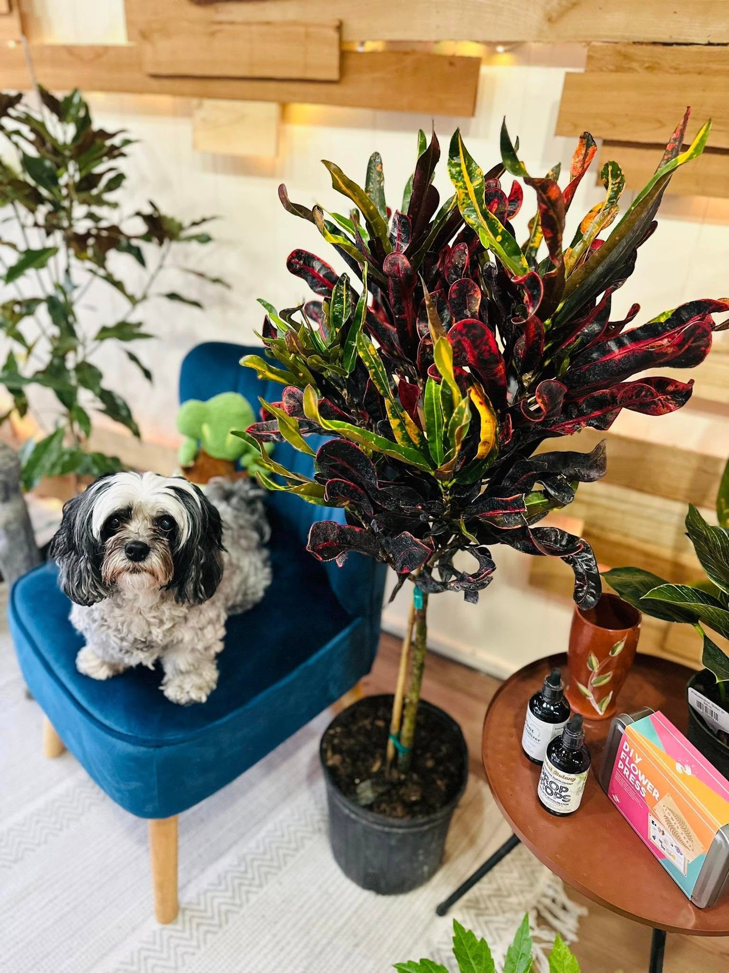 10" Croton Mammey