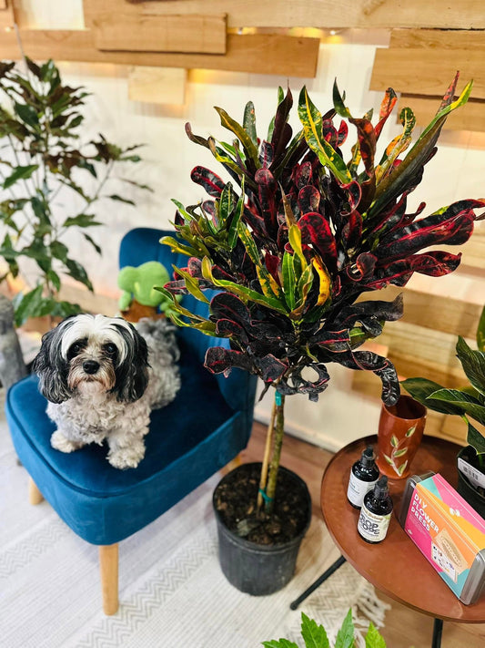 10" Croton Mammey