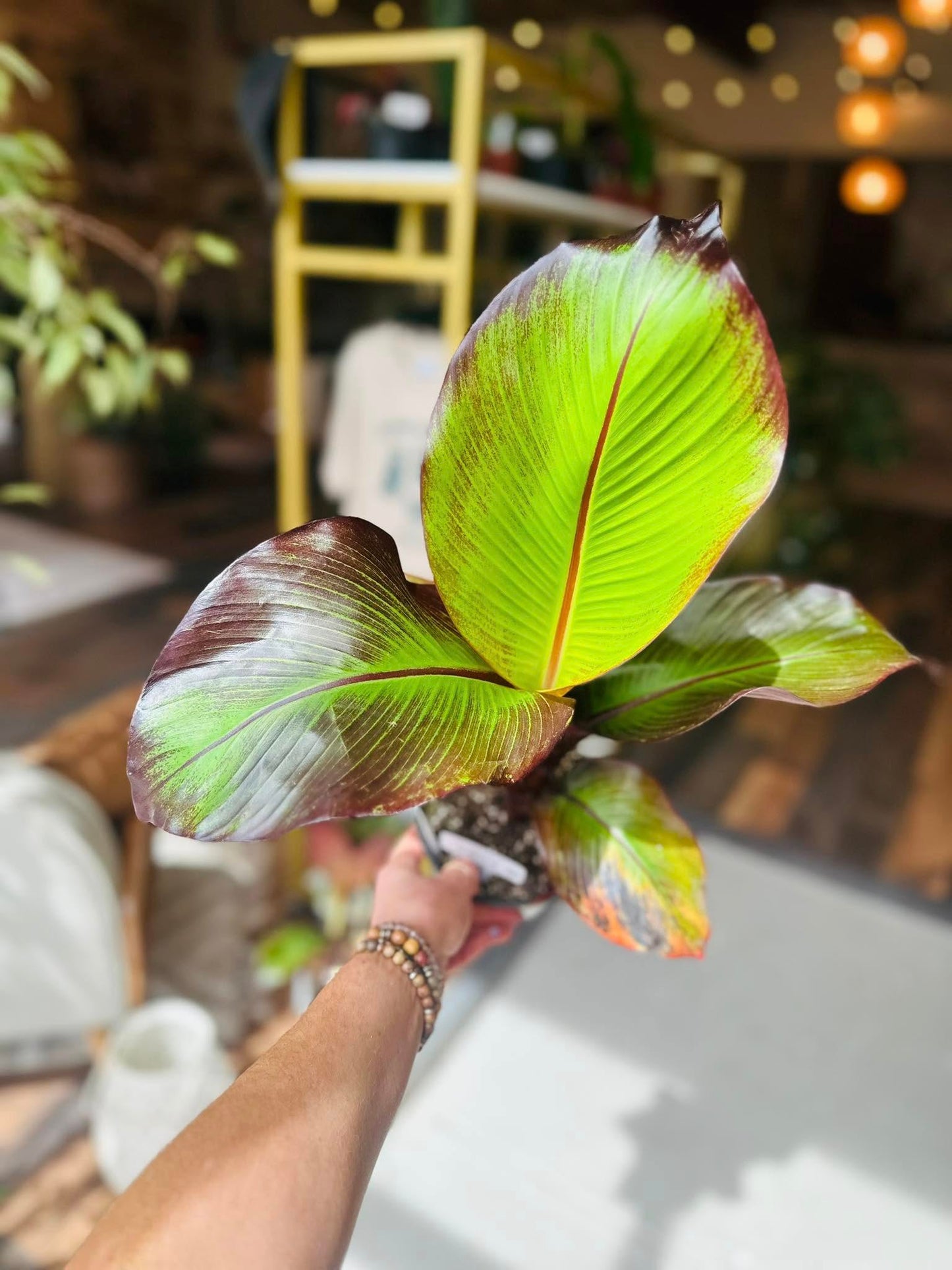 6" Banana Ensete