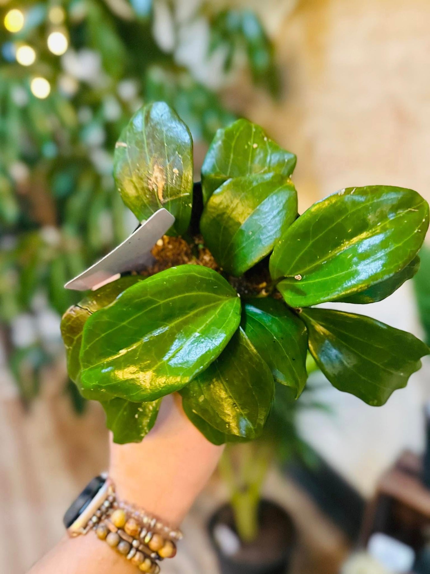 4" Hoya Quinquenervia