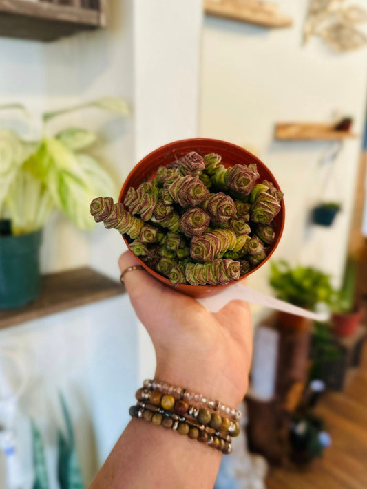 4" Crassula Baby's Necklace