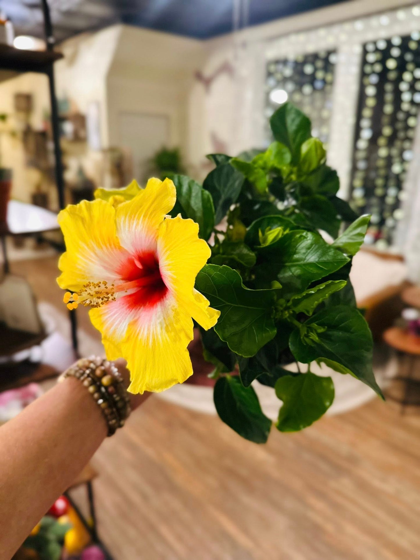 6" Fiesta Hibiscus Bush