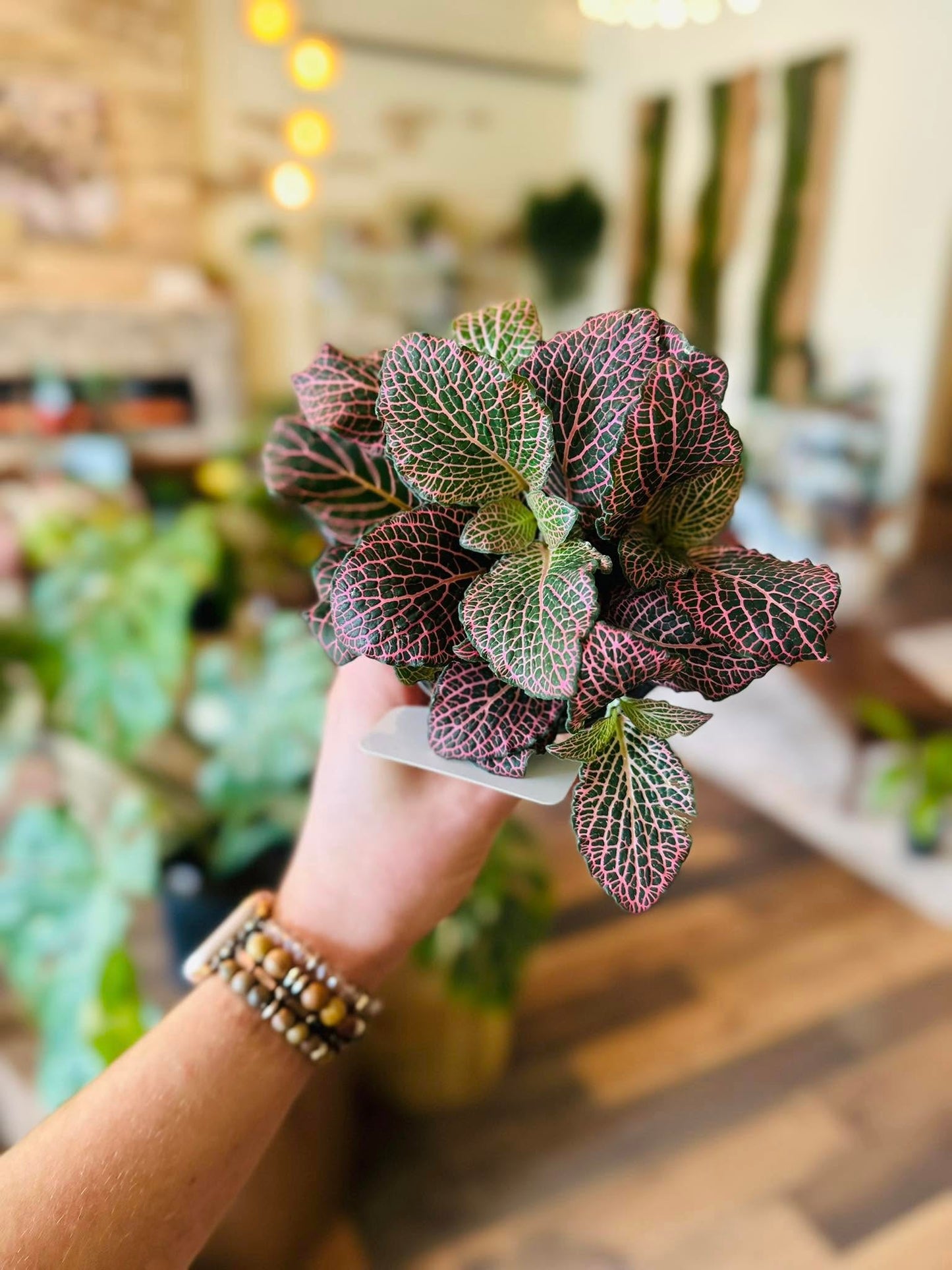 4" Fittonia