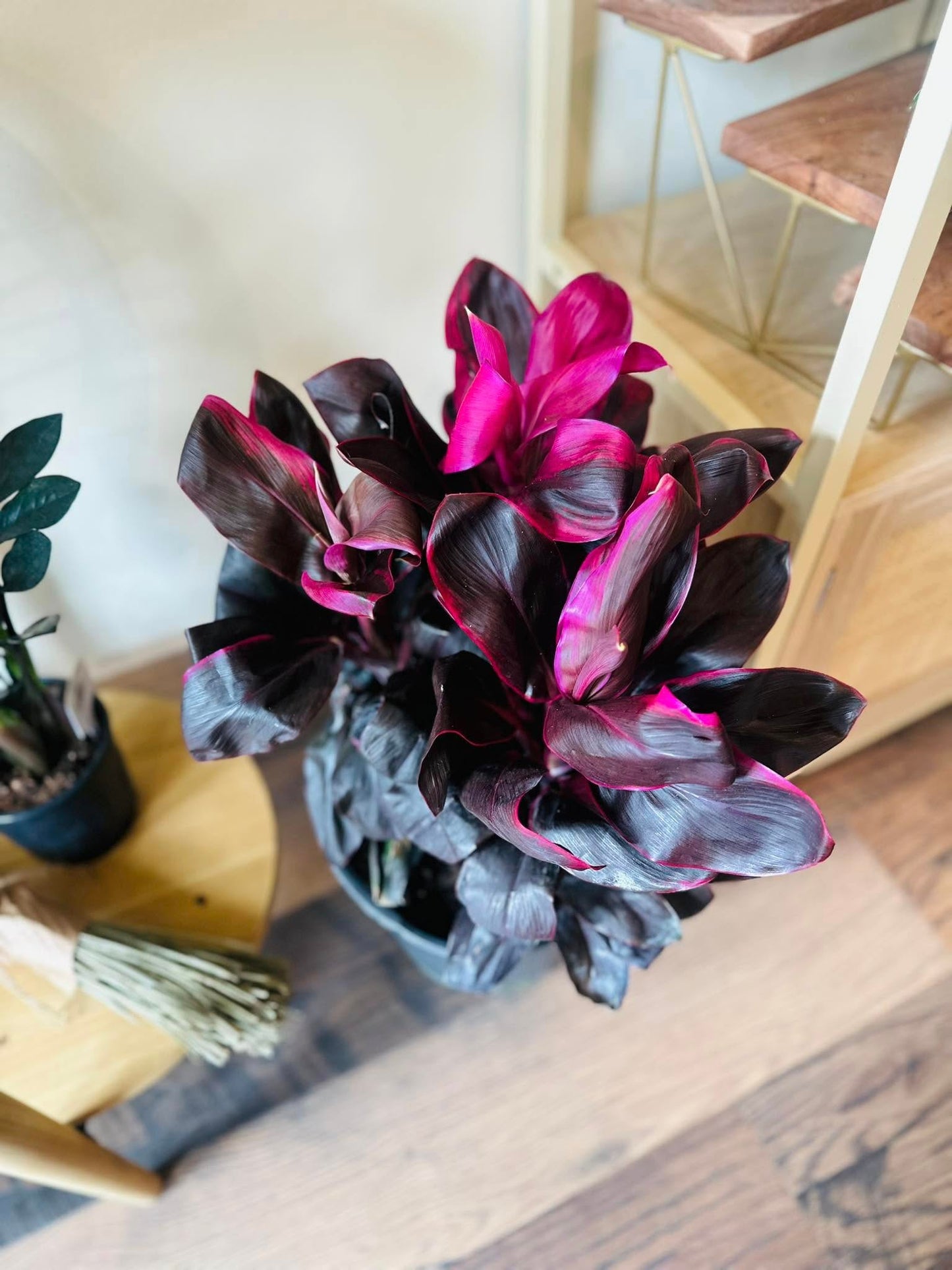 10" Cordyline Rolly