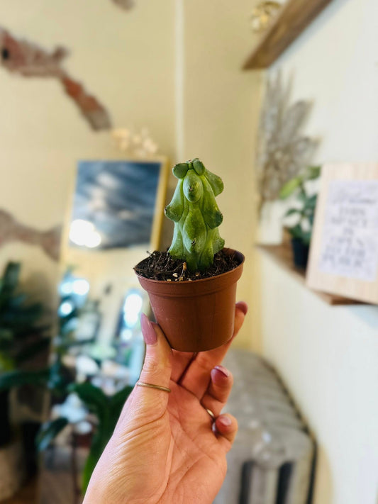 3" Mini Boobie Cactus