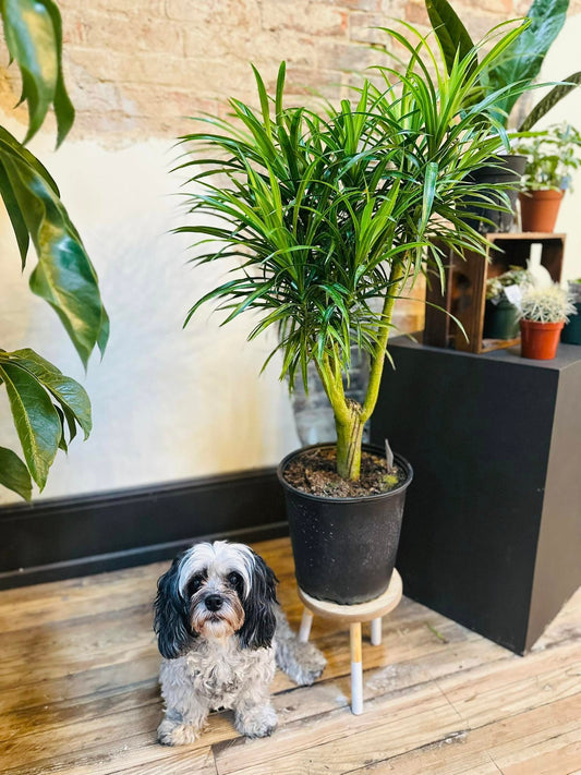 10" Dracaena Anita Stump