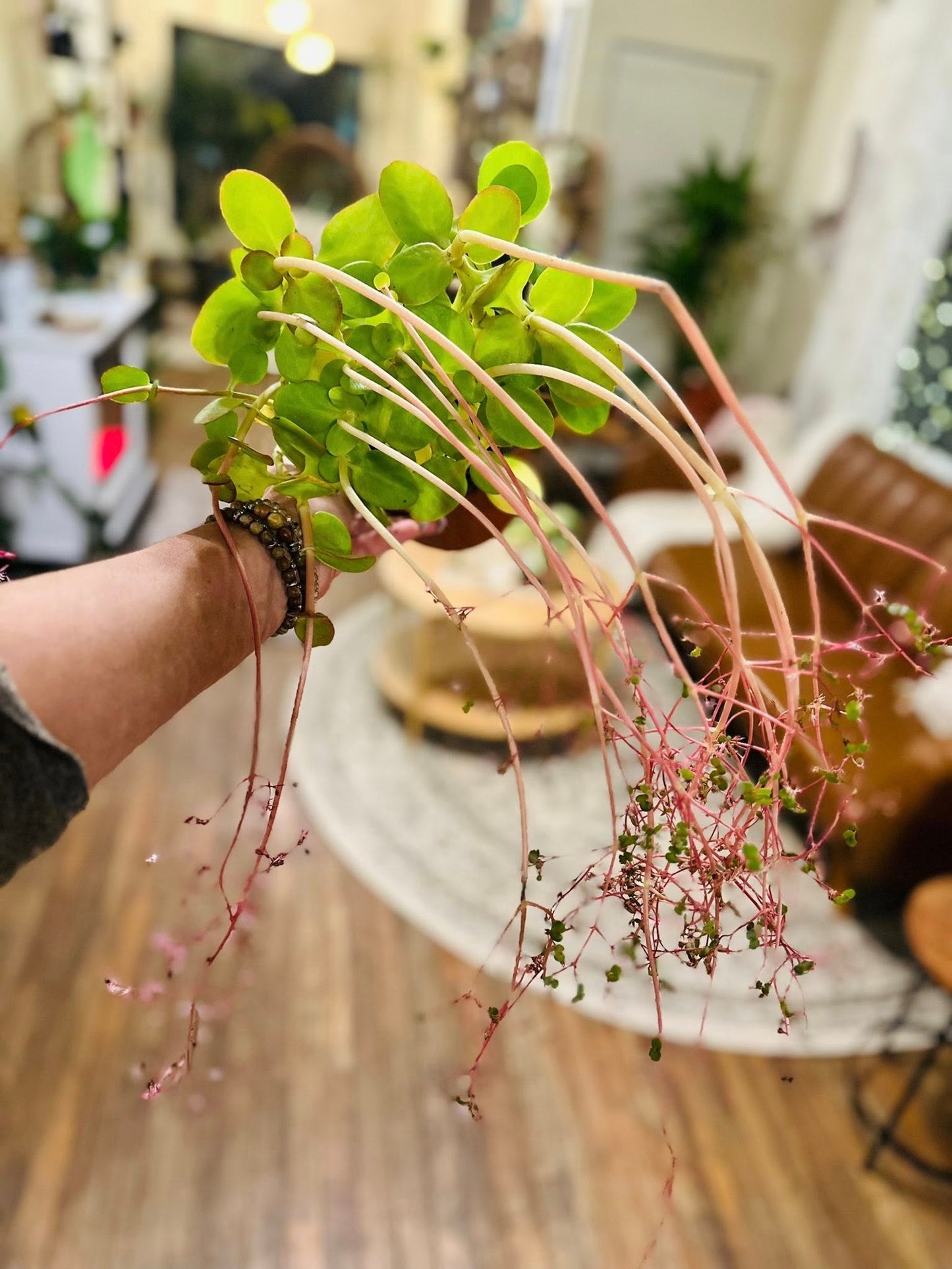 6" Crassula Multicava