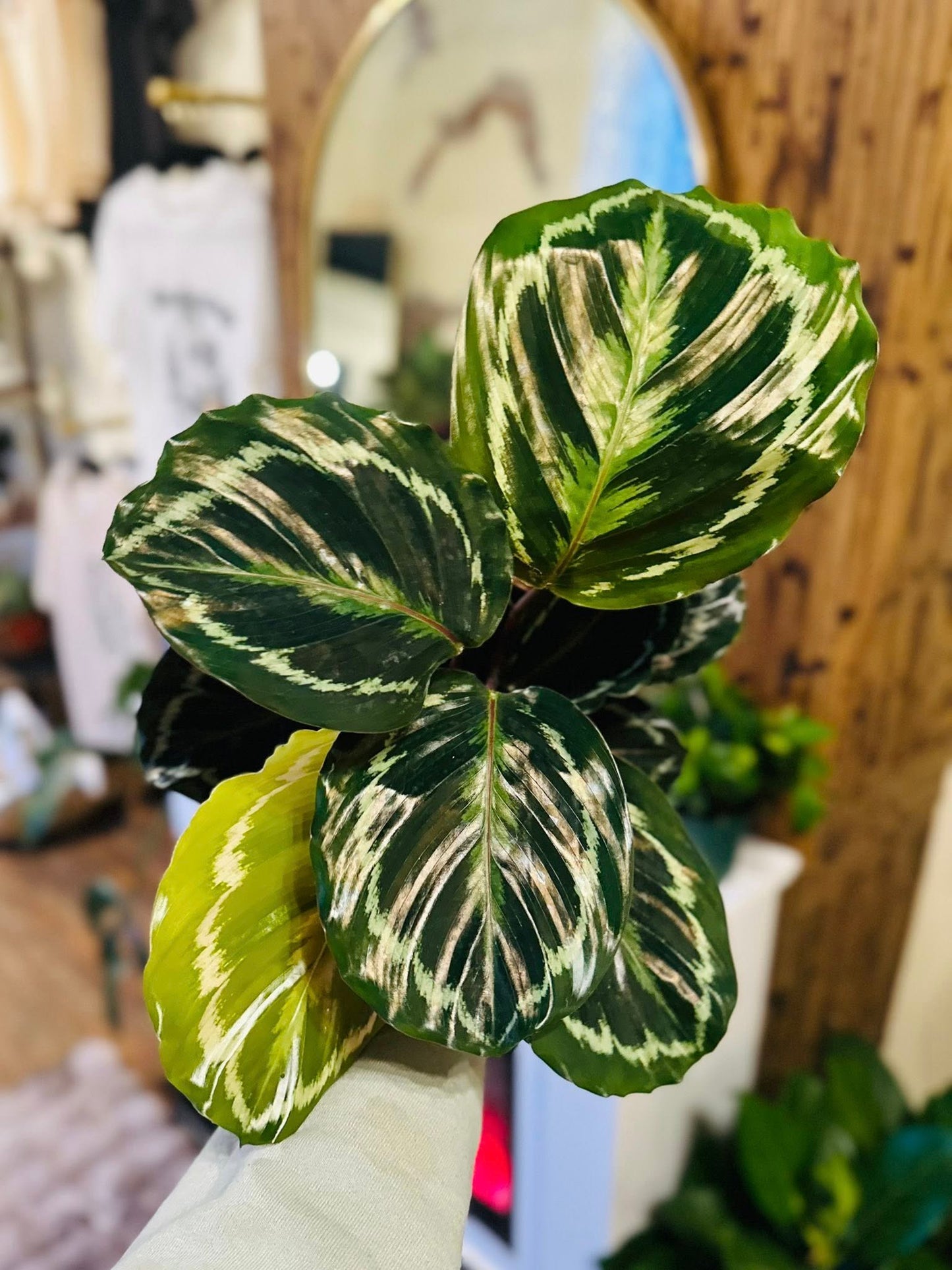 6" Calathea Medallion